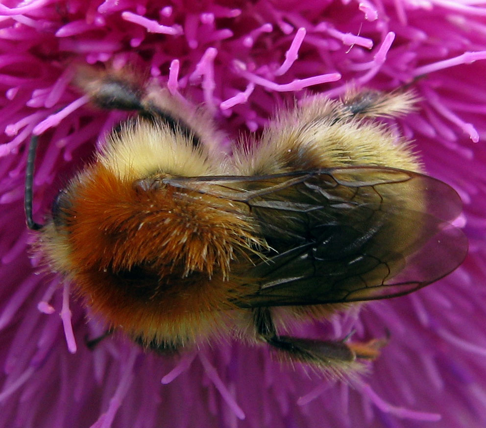 Bombus da identificare (per quanto possibile)